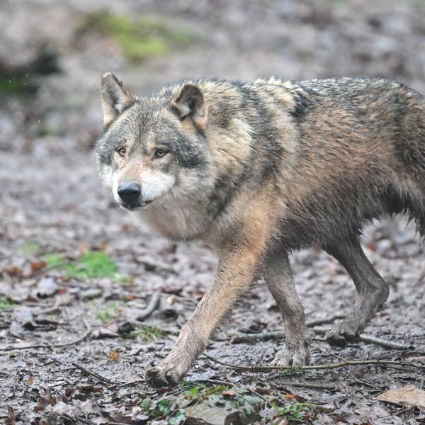 Ein Wolf läuft durch den Wald.