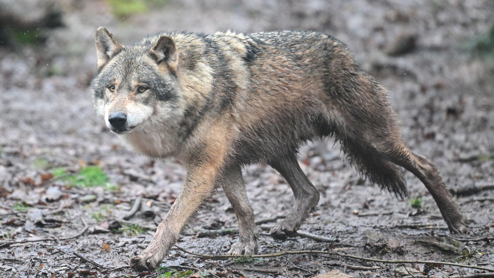 Ein Wolf läuft durch den Wald.