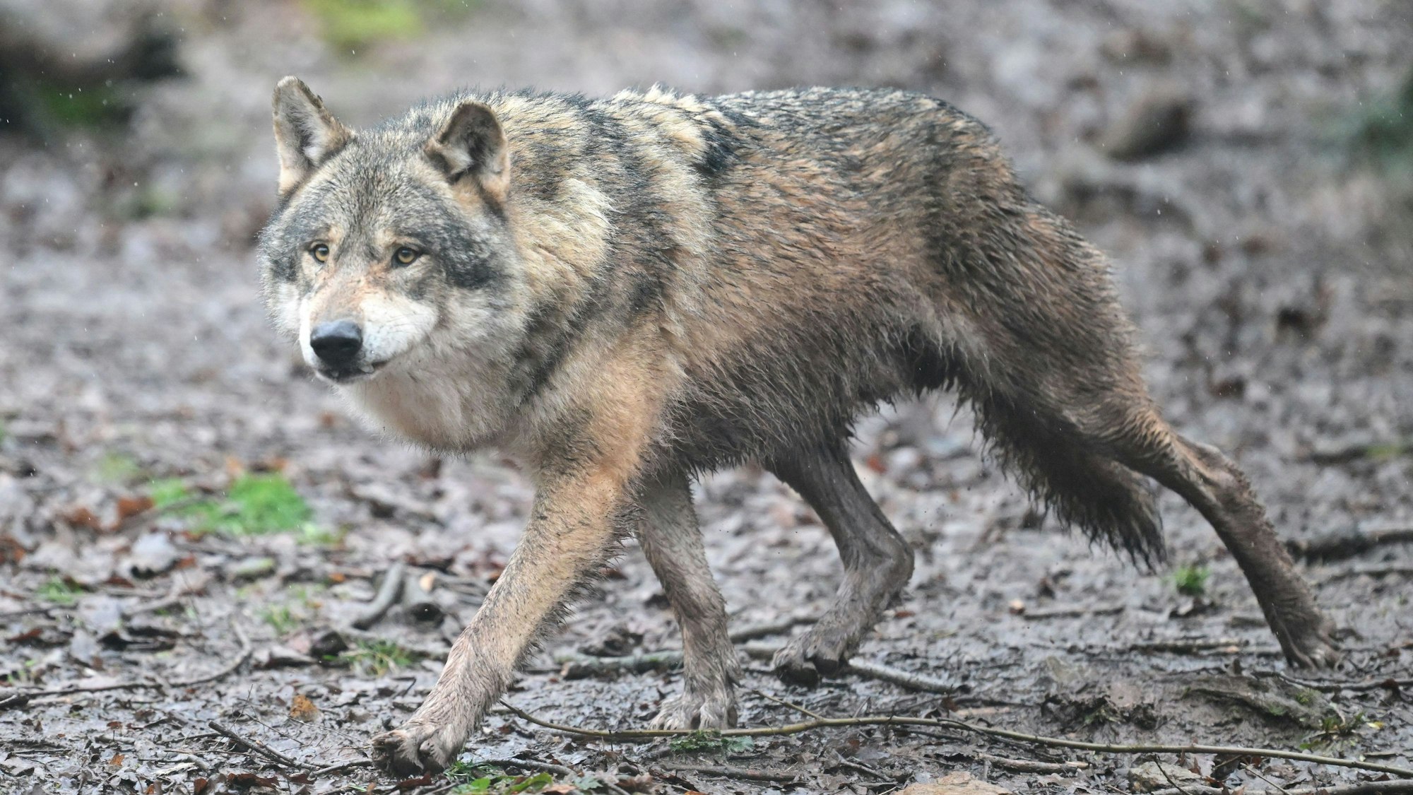 Ein Wolf läuft durch den Wald.