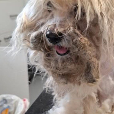 Der Hund aus Kerpen beim Tierheim Bergheim.