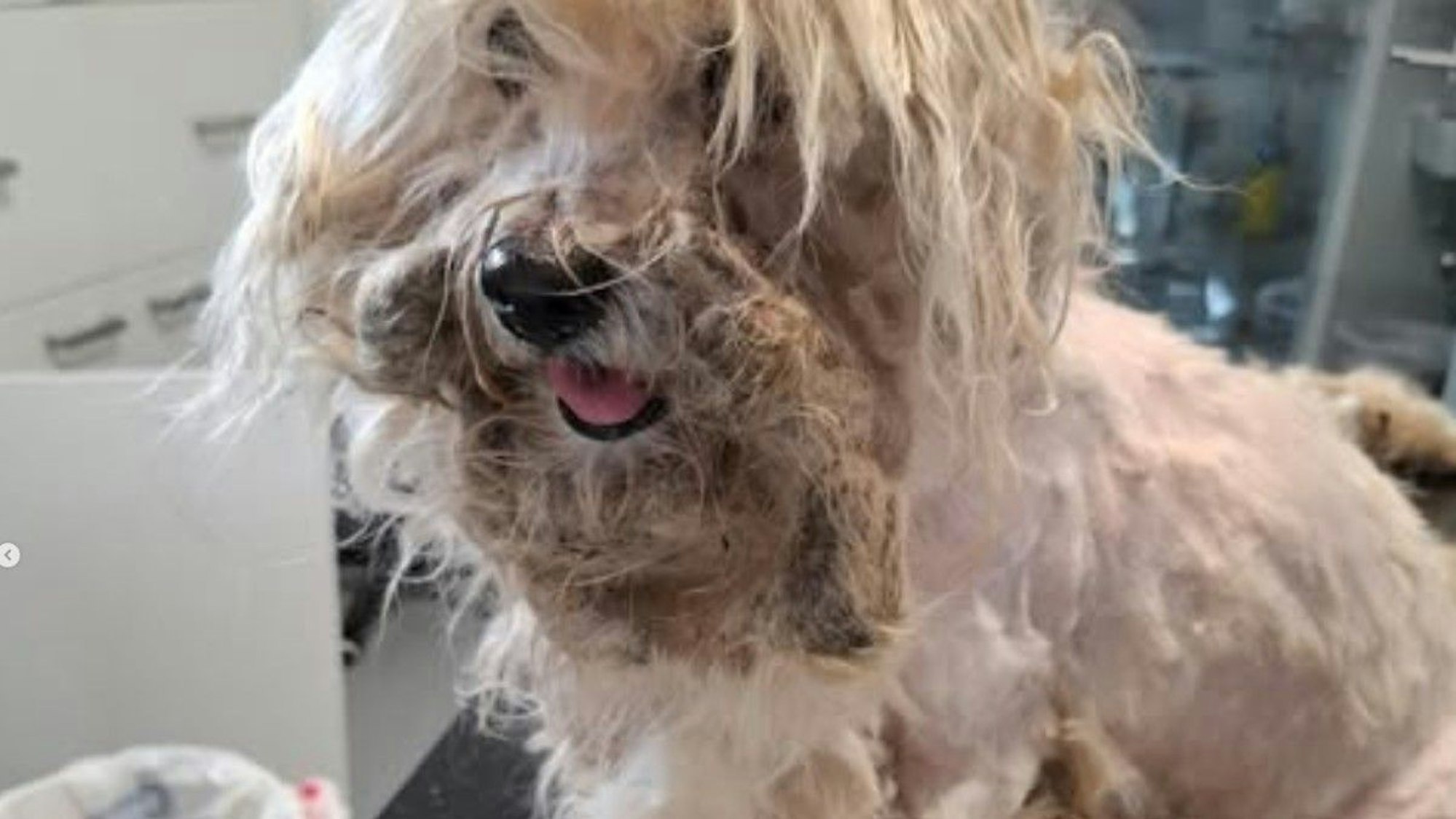 Der Hund aus Kerpen beim Tierheim Bergheim.