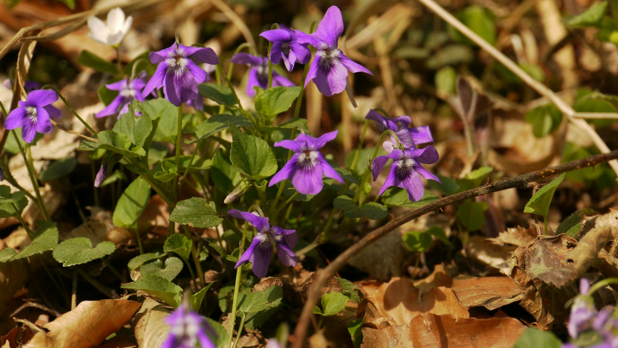 Ein Wald-Veilchen im Laub.