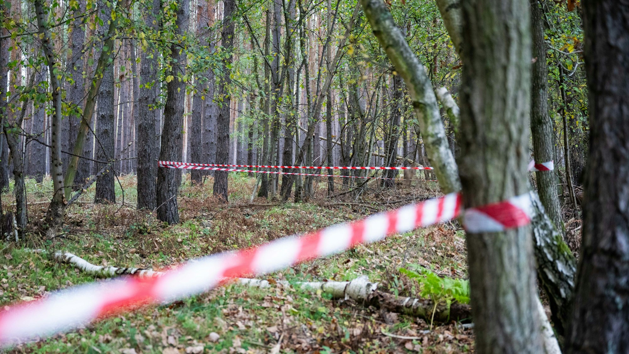 In einem Waldstück ist ein Bereich abgesperrt. (Symbolbild)