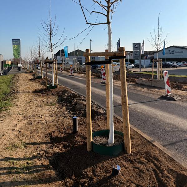 Frischgepflanzte Bäume säumen eine Straße, an der gebaut wird.