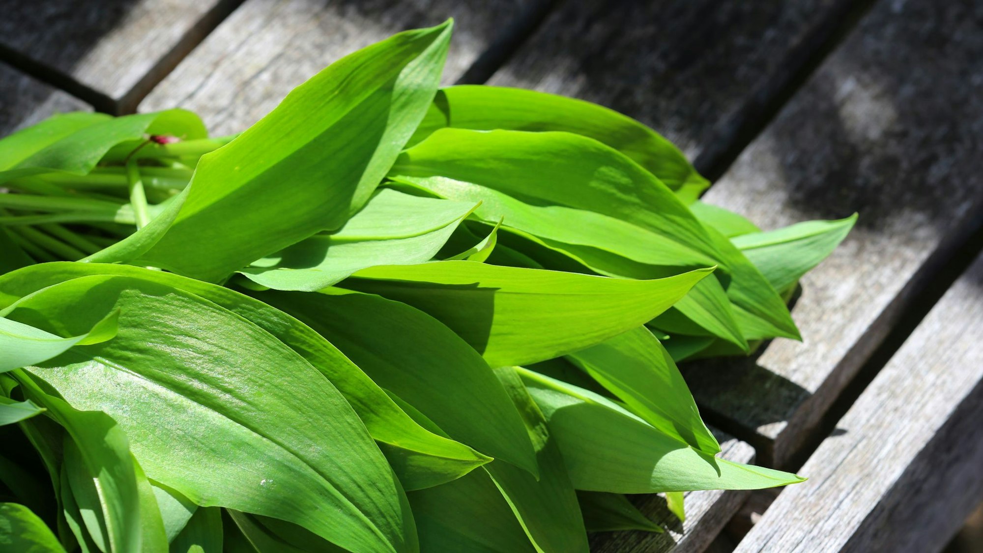 Sicher ist sicher: Wer unsicher ist, sollte auf Bärlauch aus kontrolliertem Anbau zurückgreifen, um das Risiko einer Verwechslung und damit einer Vergiftung zu vermeiden.