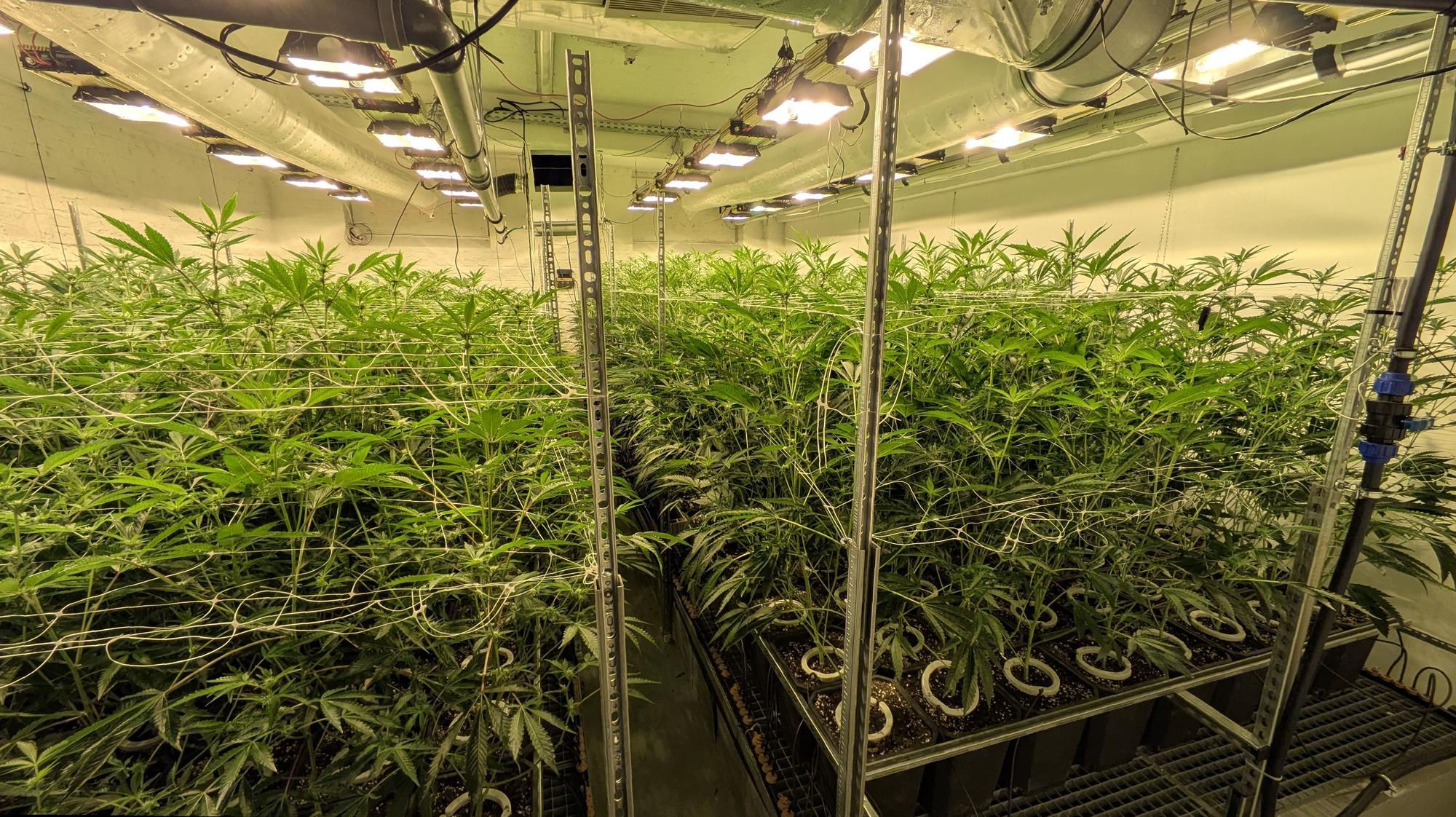 Im Anbauraum des Cannabis Euskirchen Social Club (CANNEU) wachsen zahlreiche Cannabispflanzen. An der Decke hängen Tageslichtlampen.