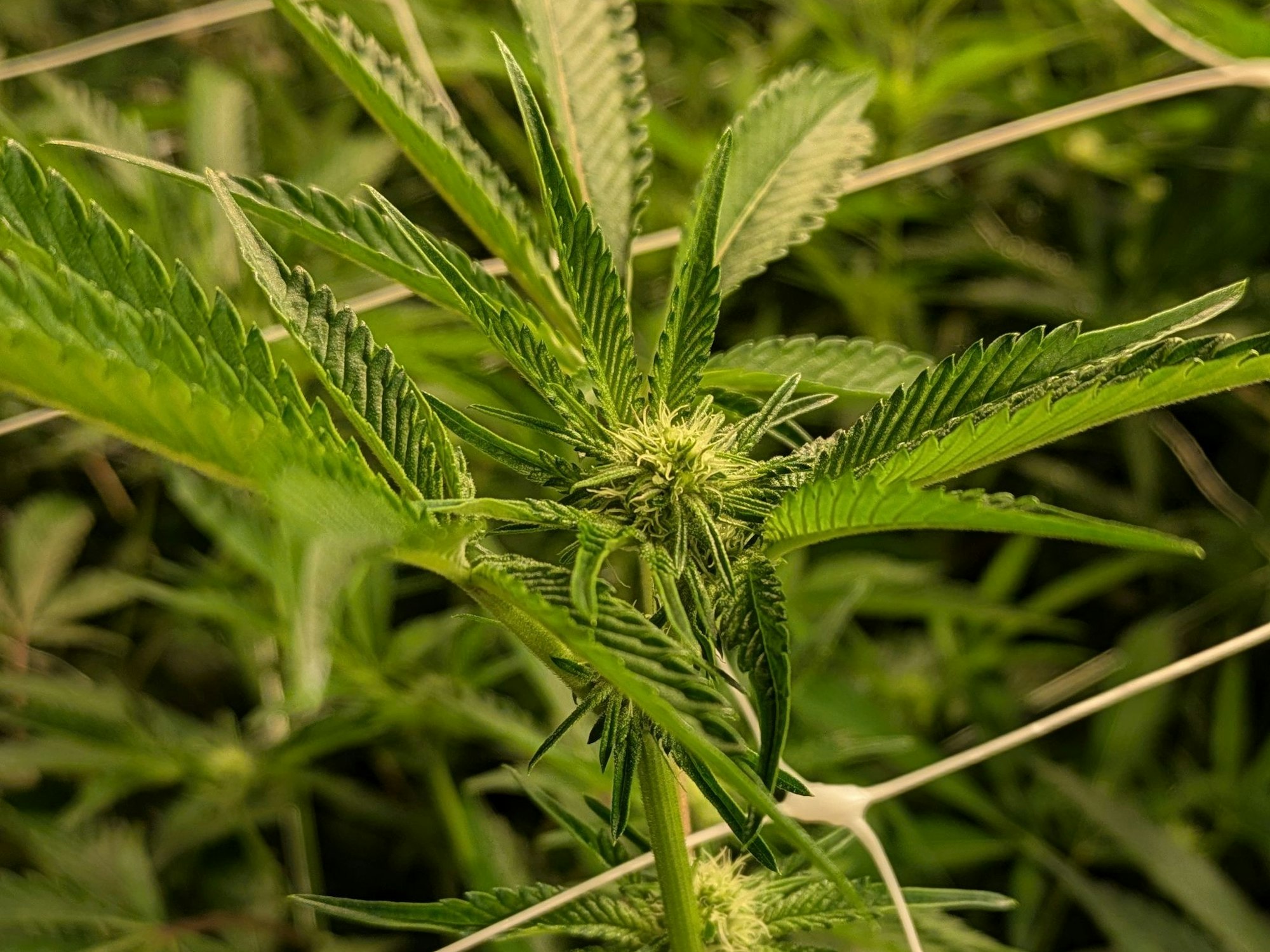 Nahaufnahme einer Cannabispflanze in der Indoor-Plantage eines Anbauvereins in Euskirchen