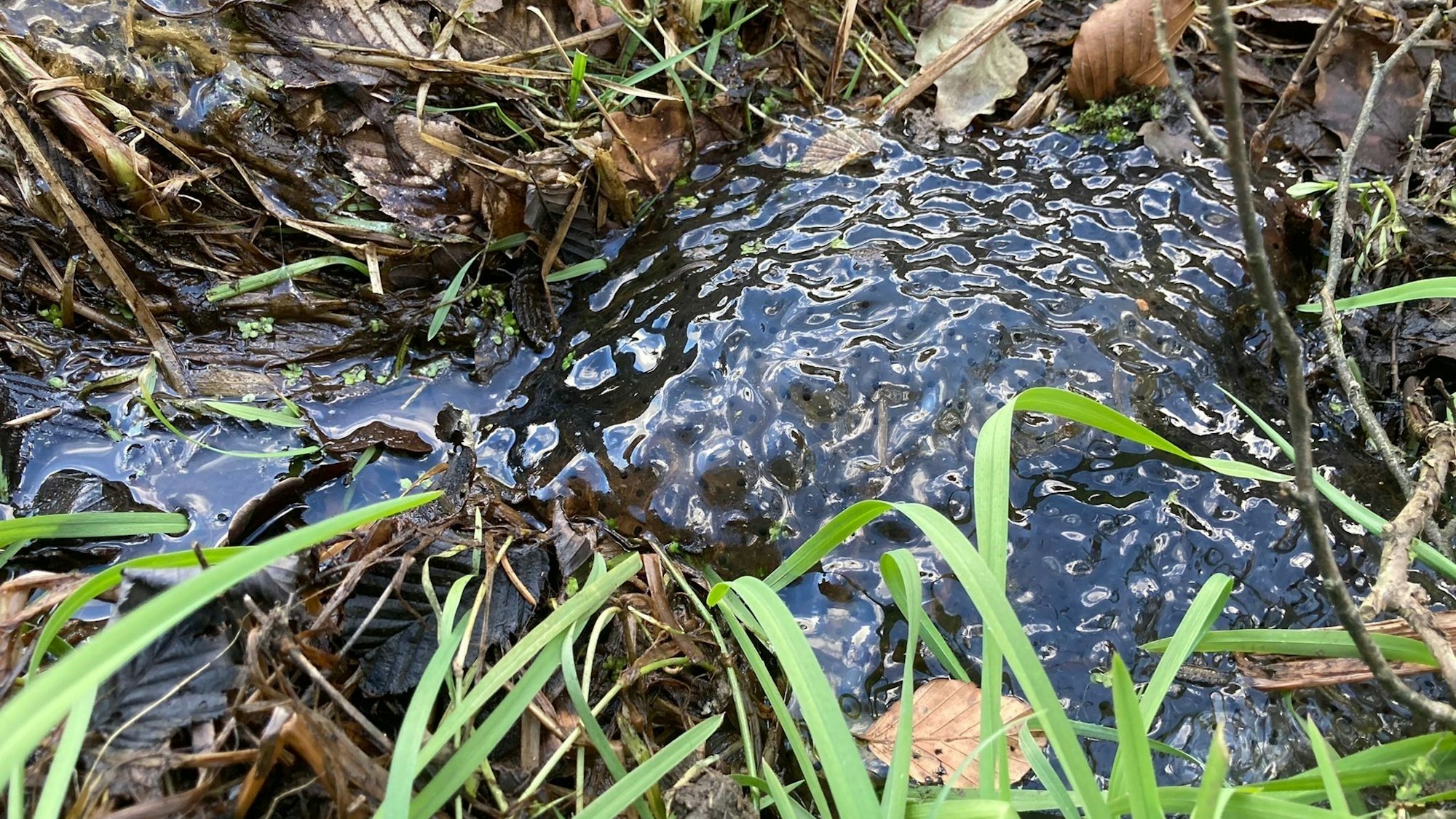 Gibt es kein Wasser, würde Froschlaich wie dieses Gelege einfach austrocknen.