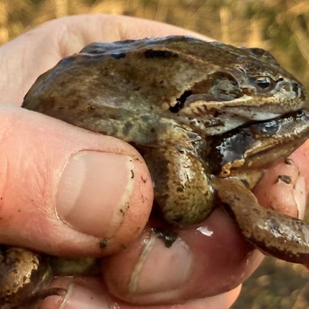 Grasfrösche sind heute ohnehin seltener als früher in der Natur anzutreffen. Damit sie in der Waldbröler Ortschaft Hermesdorf für Nachwuchs sorgen können, muss dort das Laichgewässer instandgesetzt werden.