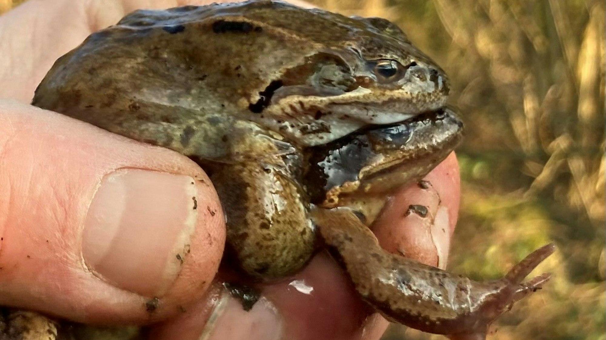 Grasfrösche sind heute ohnehin seltener als früher in der Natur anzutreffen. Damit sie in der Waldbröler Ortschaft Hermesdorf für Nachwuchs sorgen können, muss dort das Laichgewässer instandgesetzt werden.