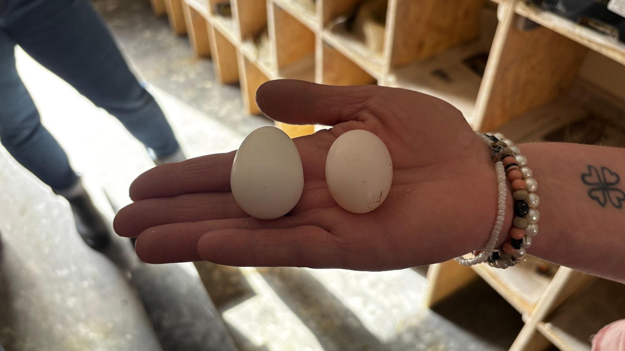 Ein Gipsei und ein Taubenei liegen nebeneinander in der Hand. Das Taubenei ist kleiner.
