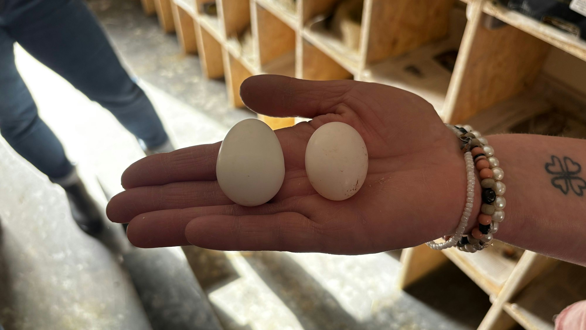 Ein Gipsei und ein Taubenei liegen nebeneinander in der Hand. Das Taubenei ist kleiner.