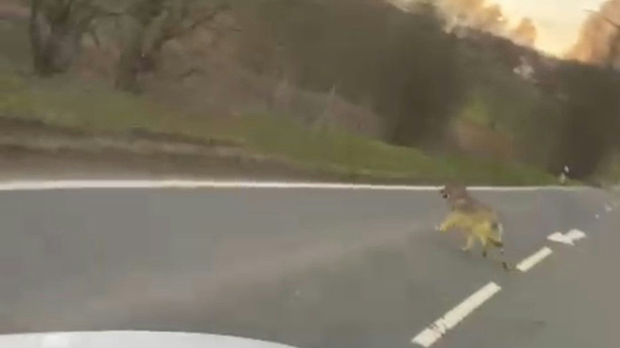 Auf dem Foto ist ein Wolf oder ein wolfsähnlicher Hund zu sehen, der über die Straße läuft