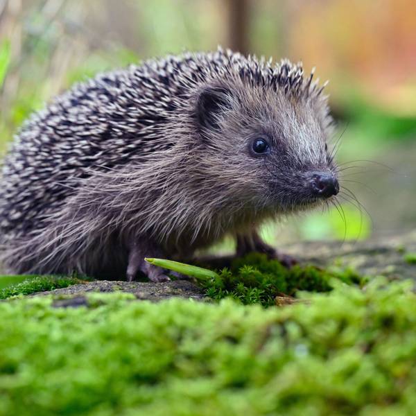 Zu sehen ist ein Igel.