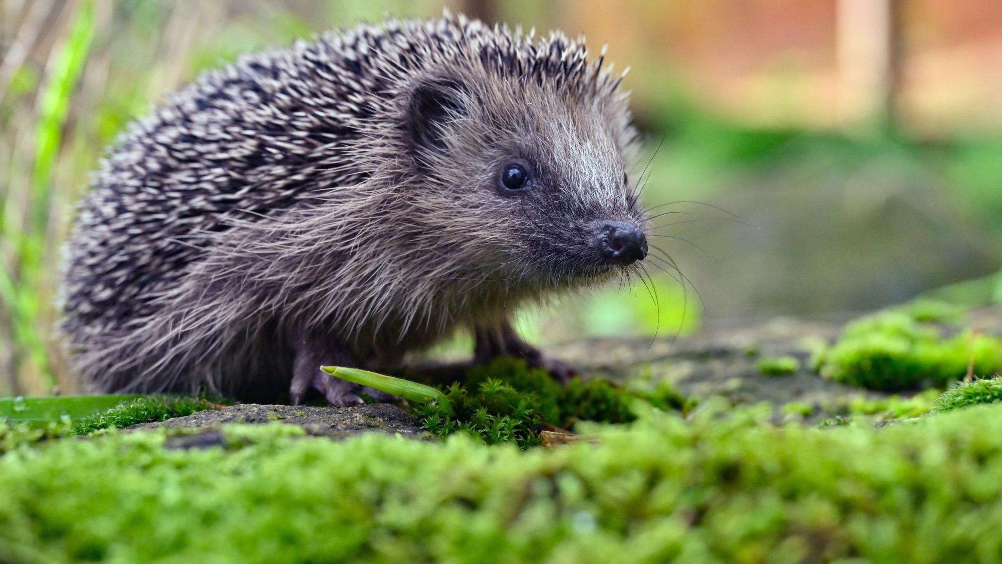 Zu sehen ist ein Igel.