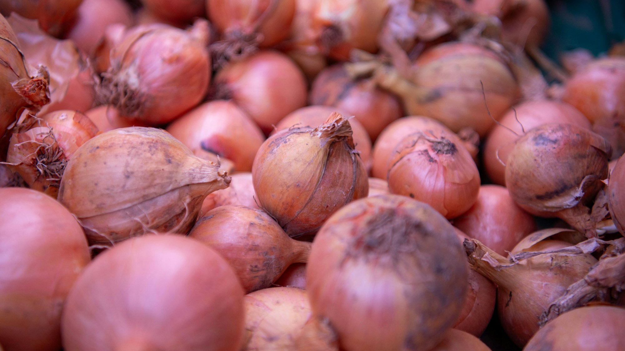Zwiebeln liegen zusammen.