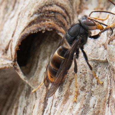 Eine Asiatische Hornisse sitzt auf ihrem Nest.