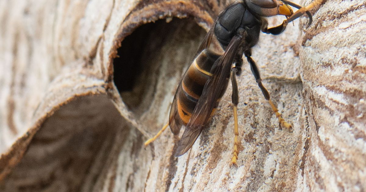Invasive species: Wasp hunter warns of the Asian hornet