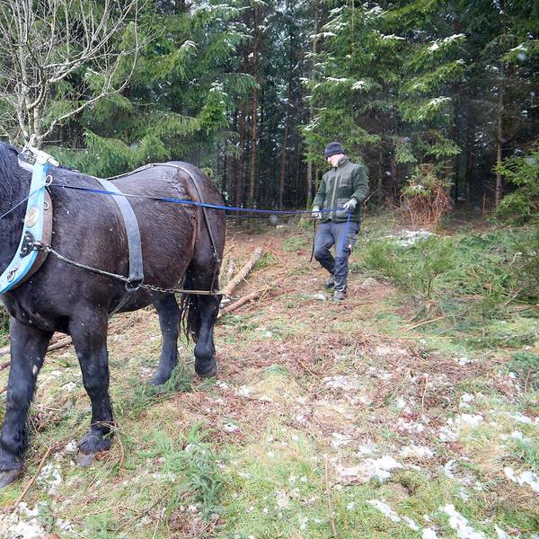 Ein Rückepferd zieht Holzstämme as dem Wald.