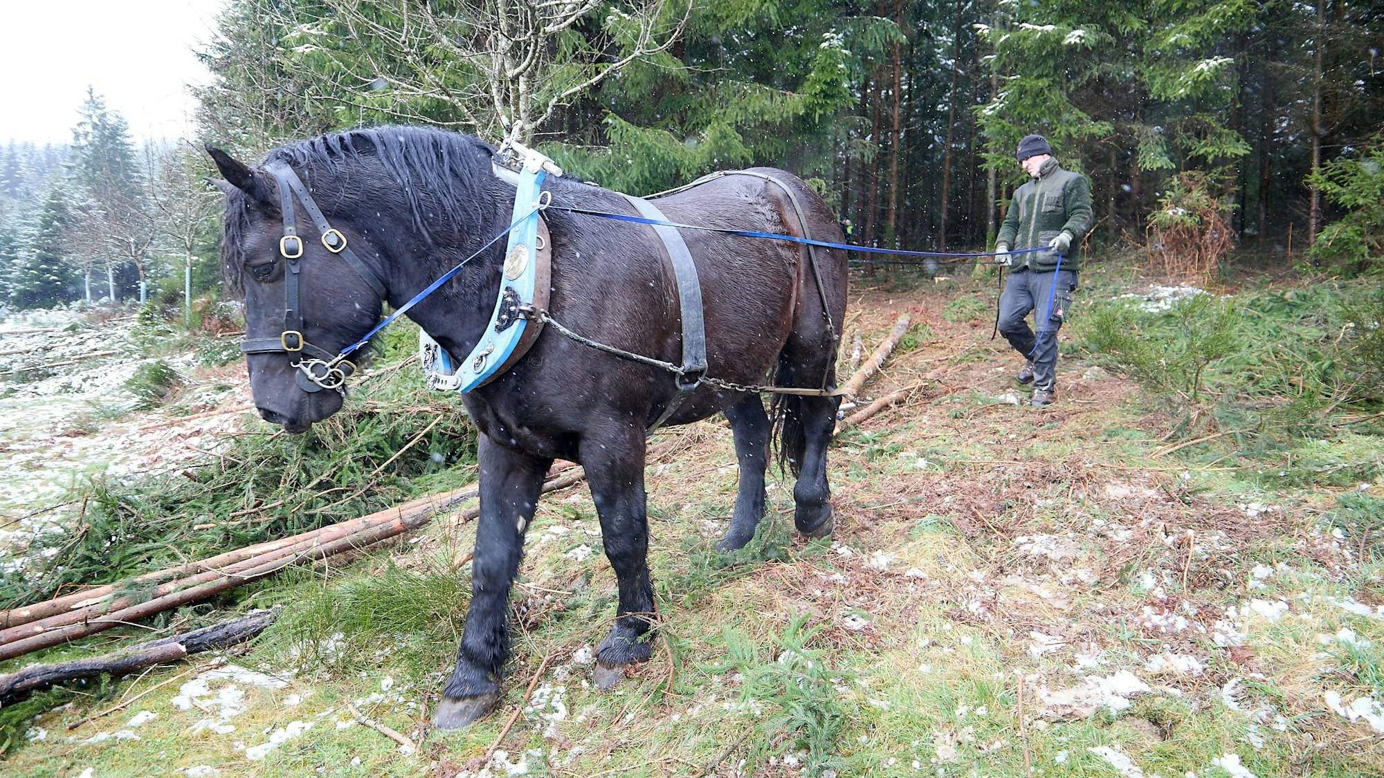 Ein Rückepferd zieht Holzstämme as dem Wald.