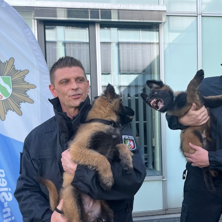 Bei der Kreispolizei Rhein-Sieg beginnen zwei Welpen ihre Ausbildung zum Diensthund: Pablo (l.) und Knox. Christian Gerich (r.) und Patrick Bell sind die Diensthundeführer.