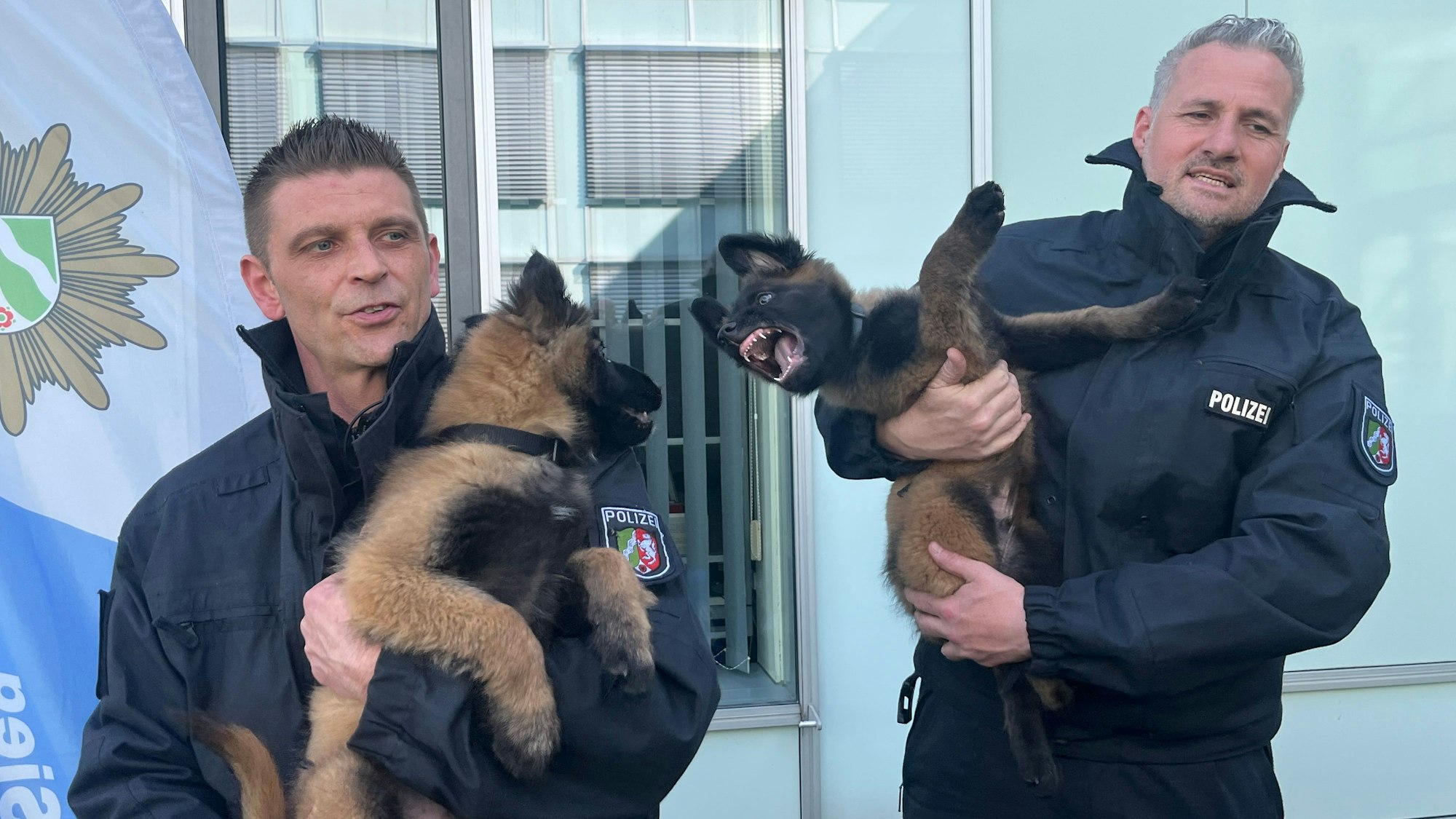 Bei der Kreispolizei Rhein-Sieg beginnen zwei Welpen ihre Ausbildung zum Diensthund: Pablo (l.) und Knox. Christian Gerich (r.) und Patrick Bell sind die Diensthundeführer.