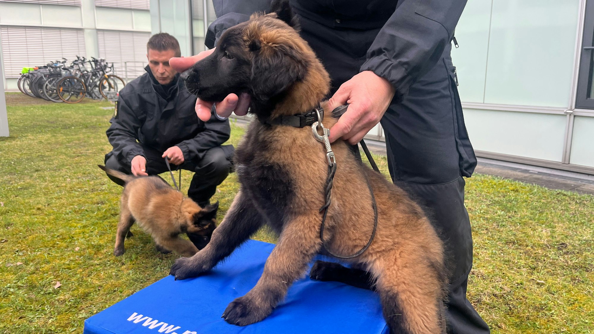 Pablo hat, wie gefordert, ebenso wie sein Bruder Knox einen ausgeprägten Spieltrieb.