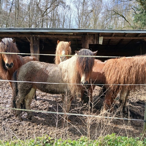 Ungepflegte Pferde stehen um Matsch.