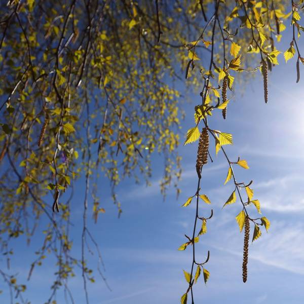 Birkenpollen hängen an einer Birke bei blauem Himmel und Sonnenschein. Die Körner können teils Hunderte Kilometer weit getragen werden und machen allergischen Menschen Probleme. (Symbolbild)