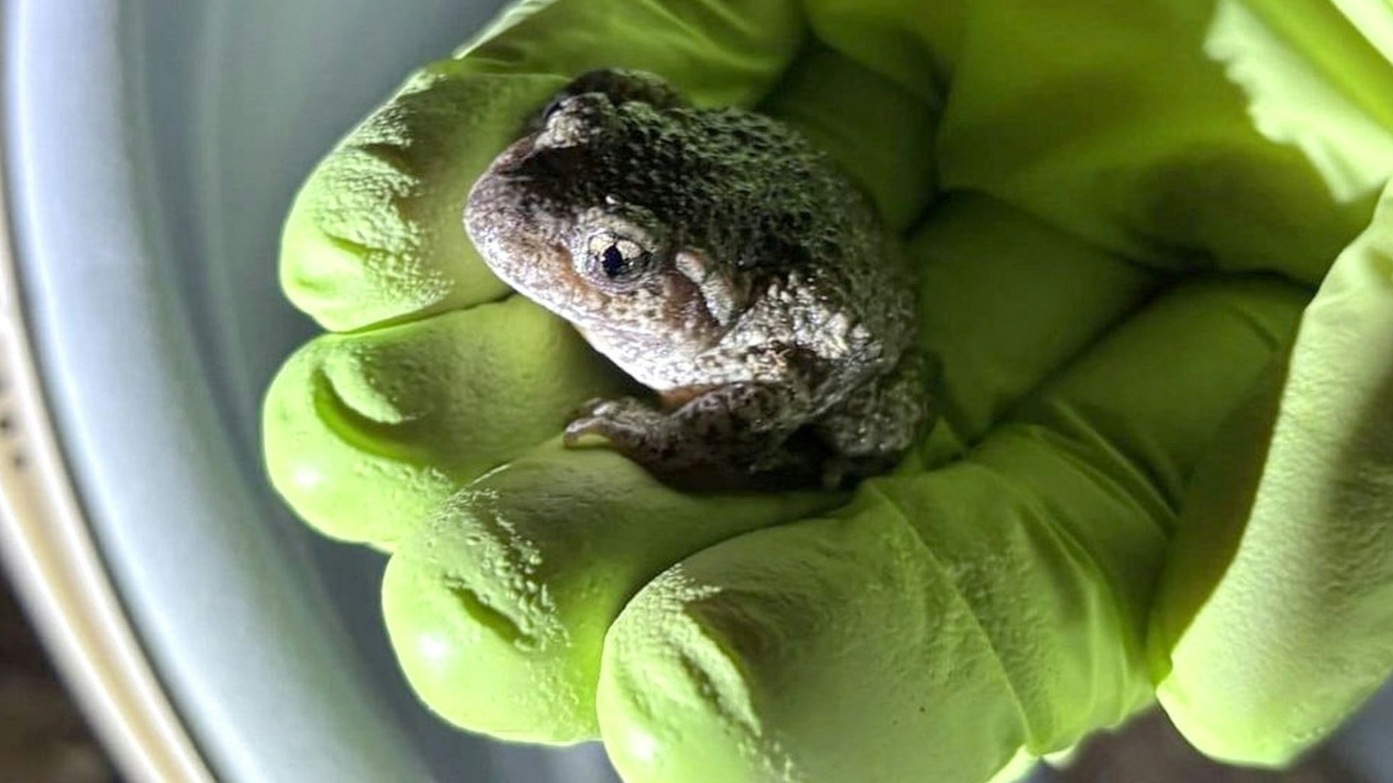 Eine Geburtshelferkröte sitzt auf der mit einem grünen Gummihandschuh behandschuhten Hand eines Naturschützers.