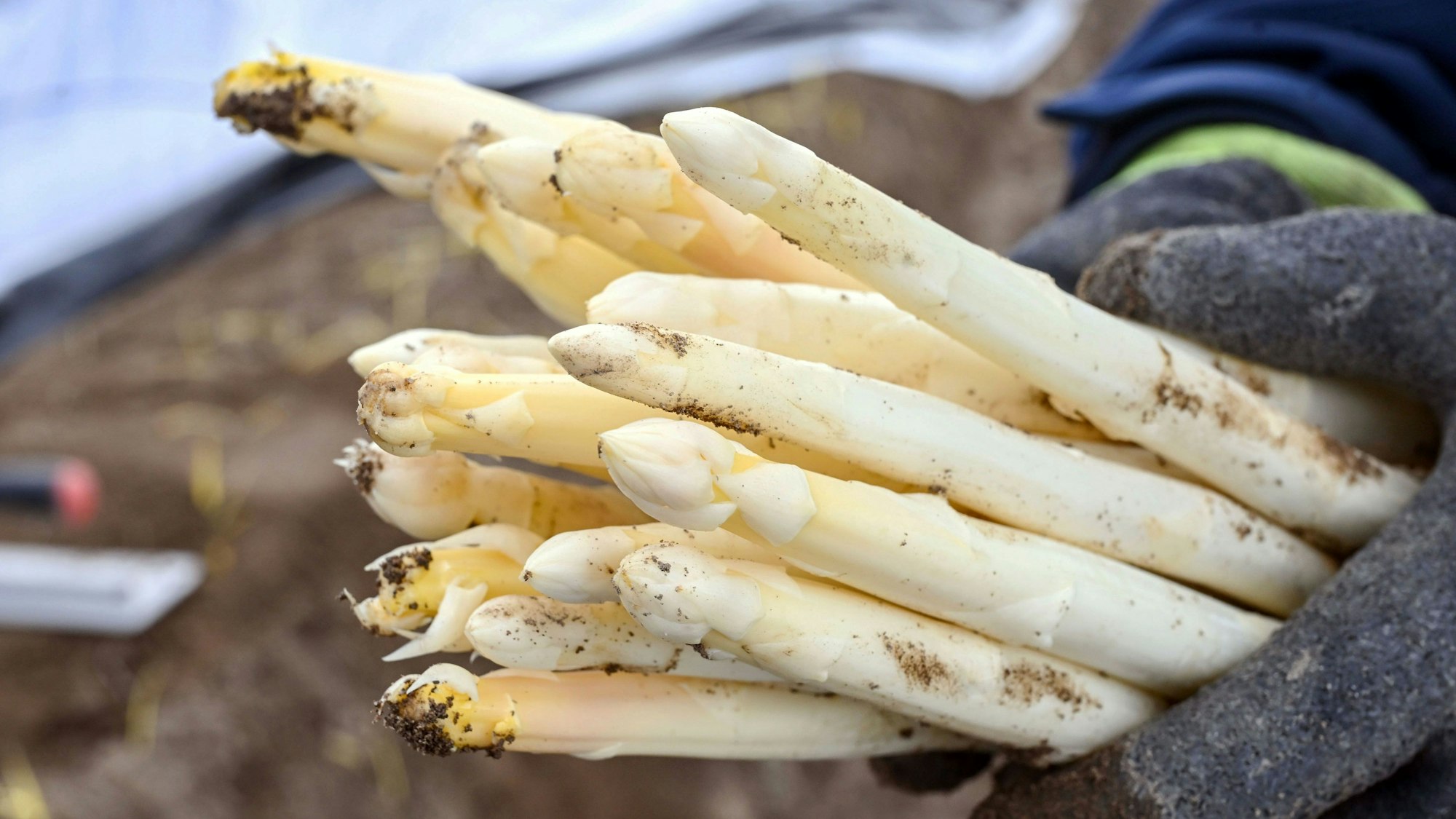 Mit Spannung wird die Spargel-Ernte im Vorgebirge erwartet. Bundesweit ist die Fläche, auf der das Gemüse angebaut wird, in den vergangenen Jahren zurückgegangen.