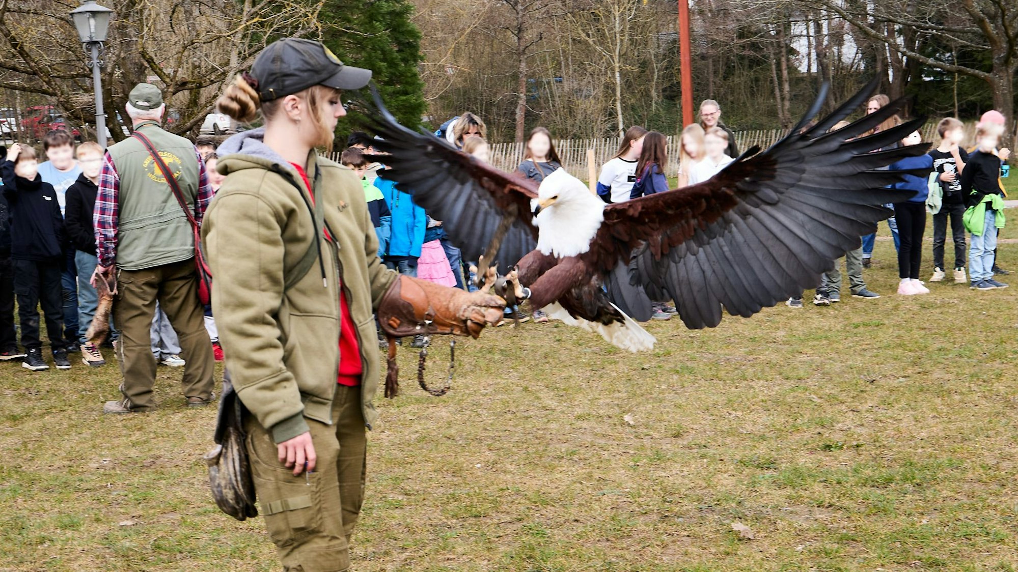 Weißkopfseeadler "Queeny" landet auf dem Arm einer Falknerin.