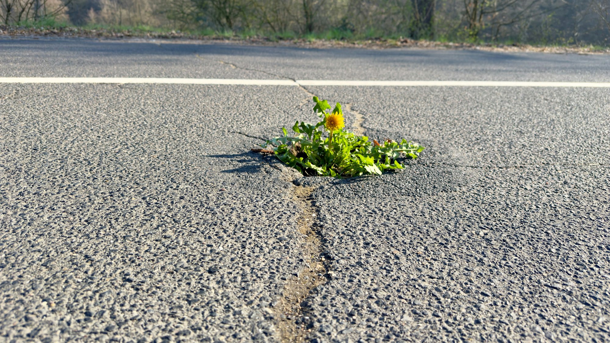 Schlaglöcher in der Hanfbachtalstraße (Hennef-Hanfmühle). Sogar eion Löwenzahn hat sich schon angesiedelt.