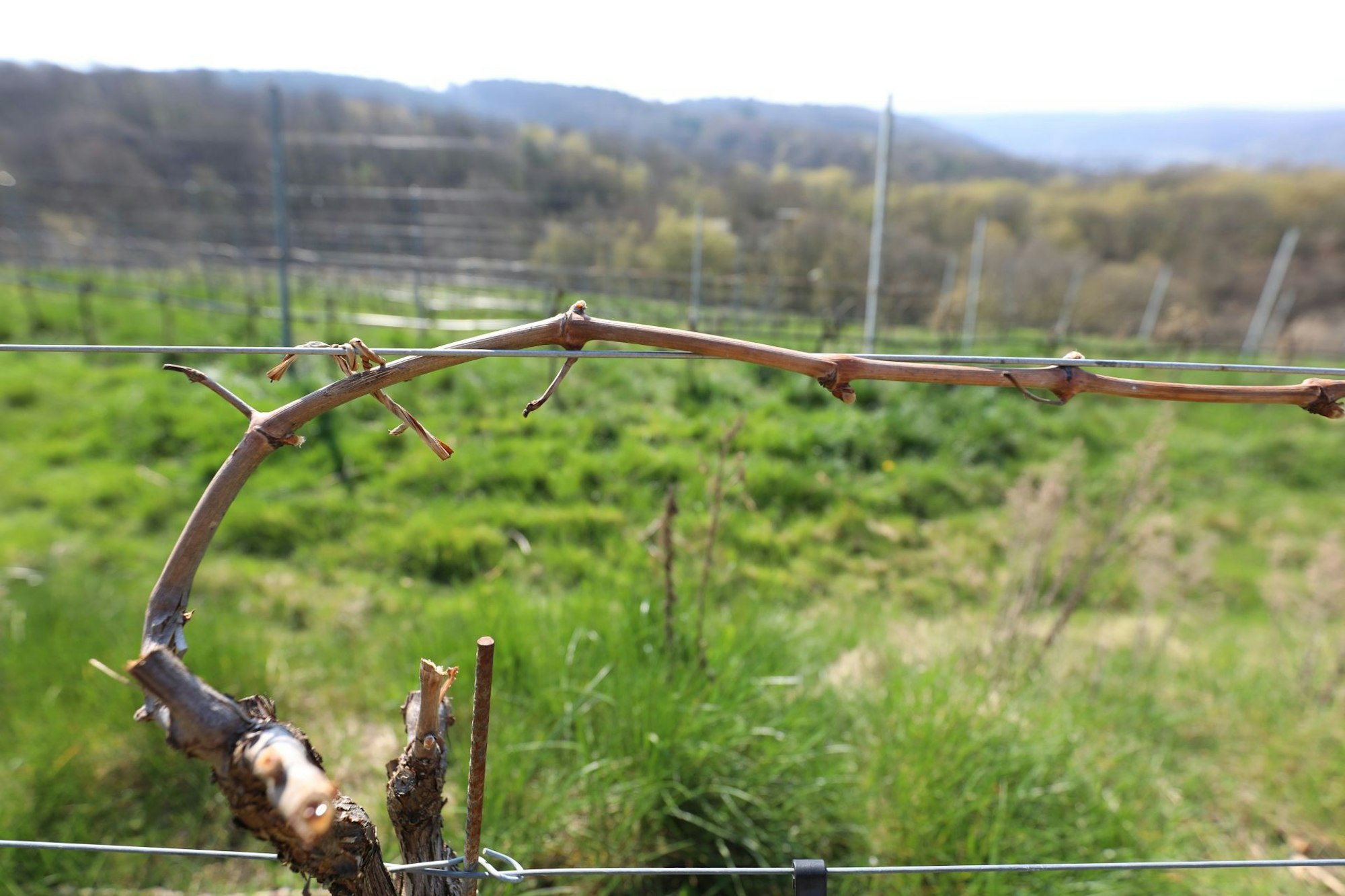 Bessere Qualität: Beim Weingut Keune in Rheinbreitbach werden die Triebe der Reben horizontal geführt. Guyot-Erziehung wird dies genannt.