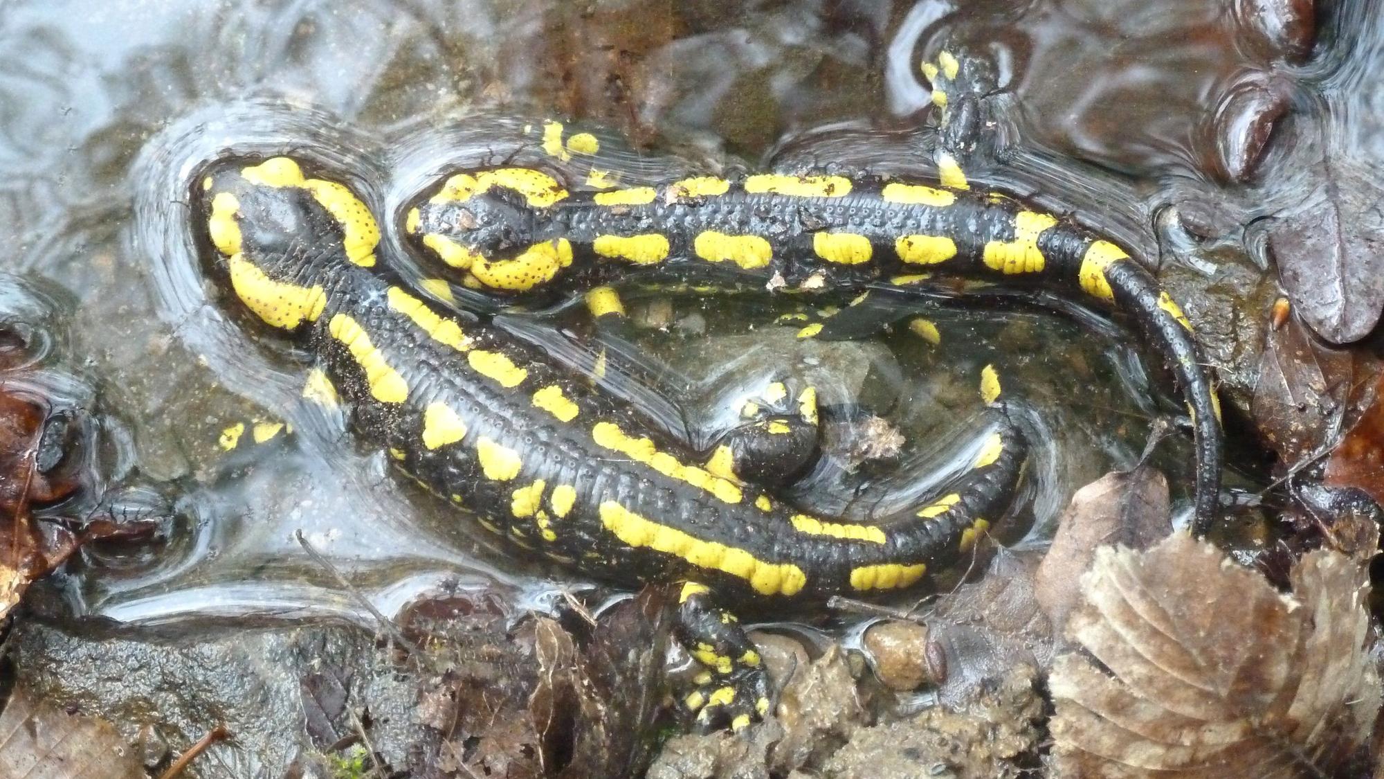 Feuersalamander sind besondersd in Eitorf wieder weit verbreitet.