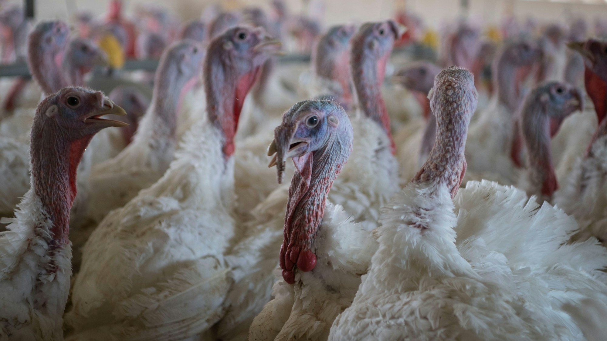 Puten im Stall eines Mastbetriebs.