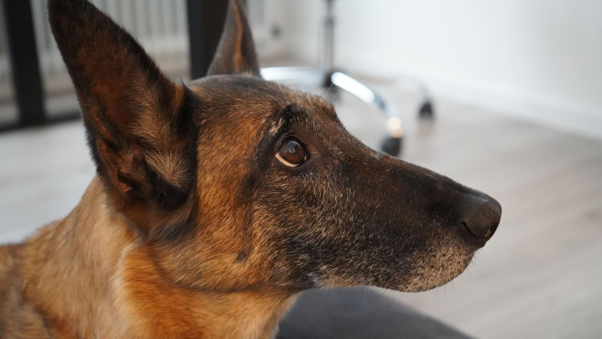 Das Bild zeigt die Hündin, sie hat eine lange Schnauze und spitze Ohren
