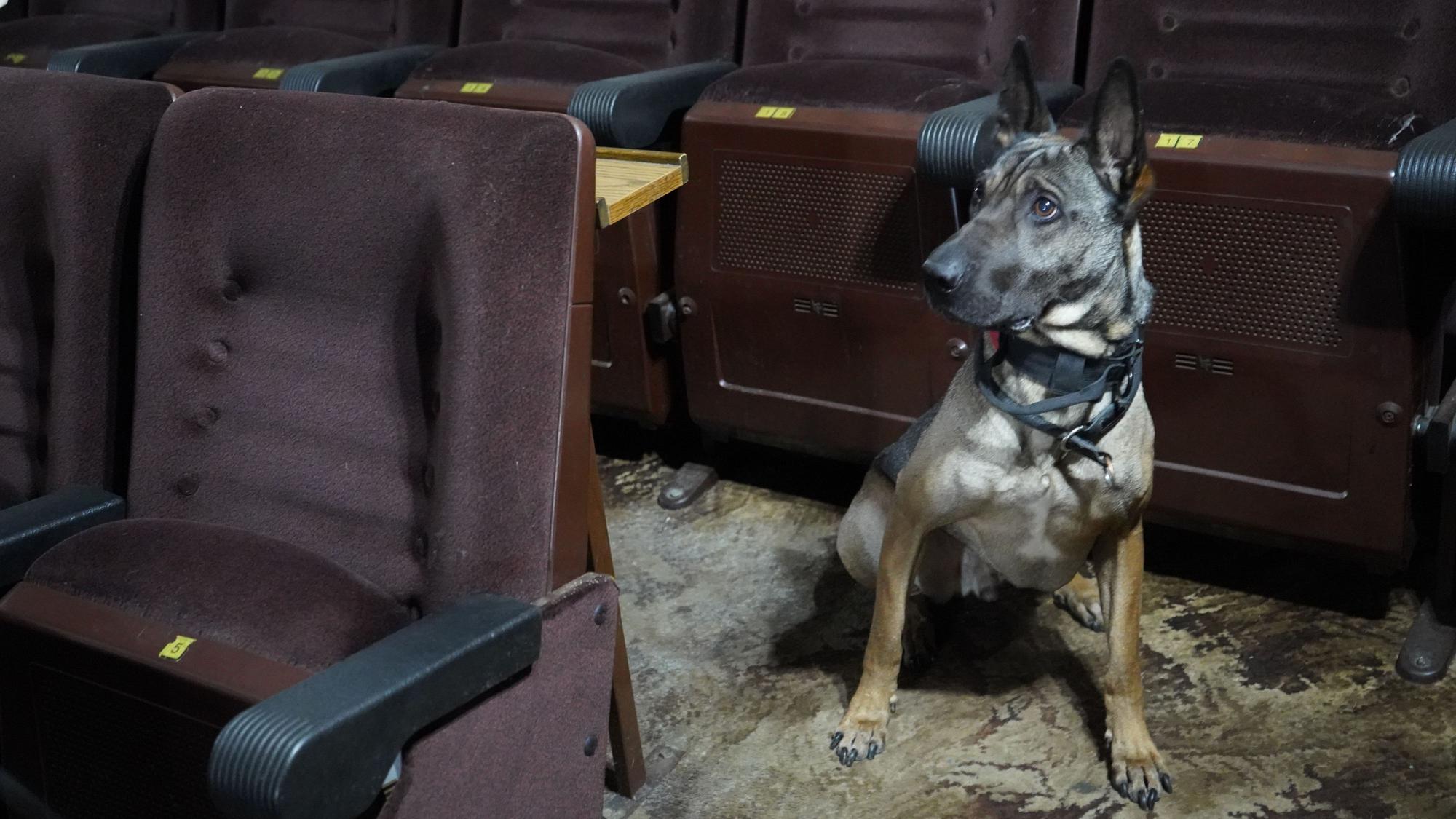 Das Bild zeigt den sitzenden Hund vor einem der Sitze.