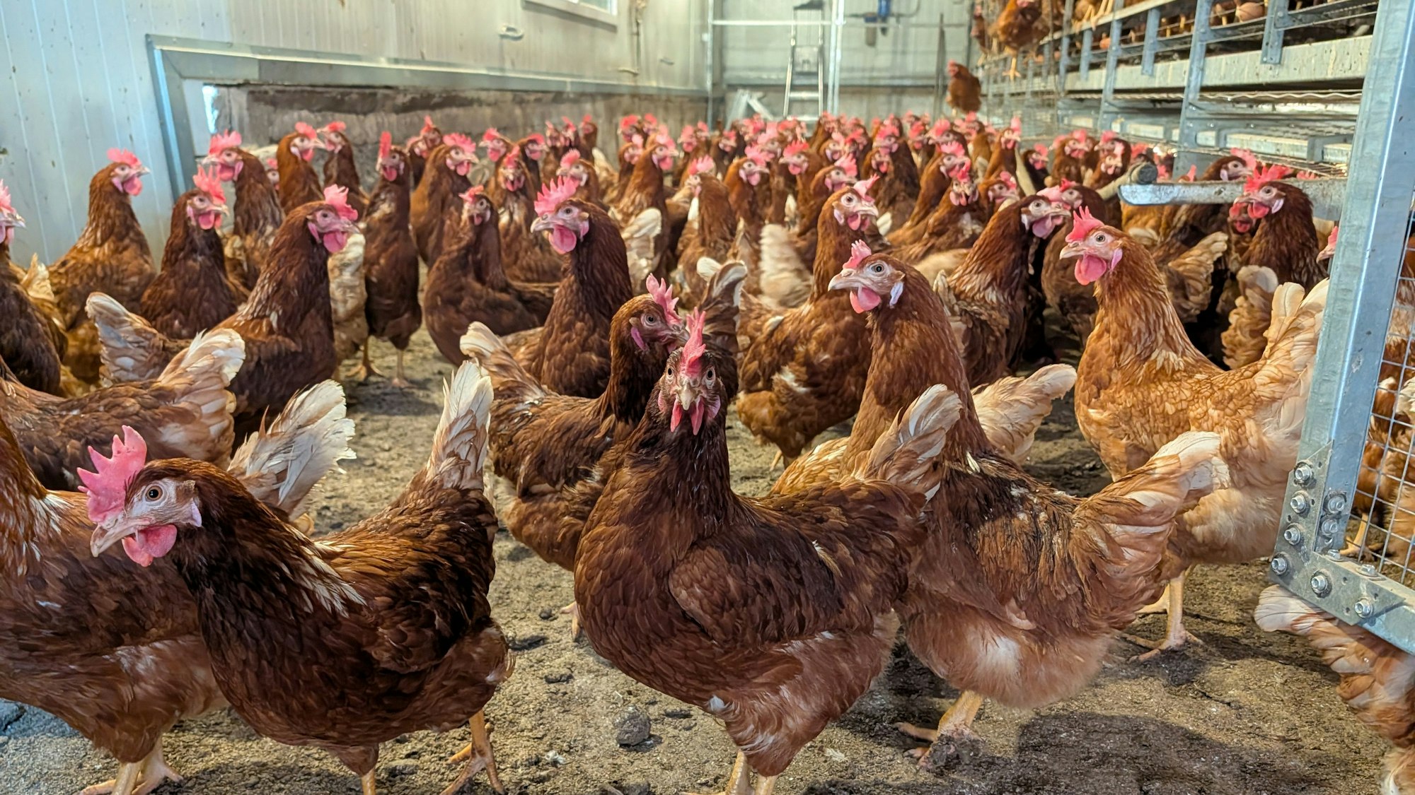 Das Foto zeigt Hühner in einem der Ställe auf dem Füngelinghof.