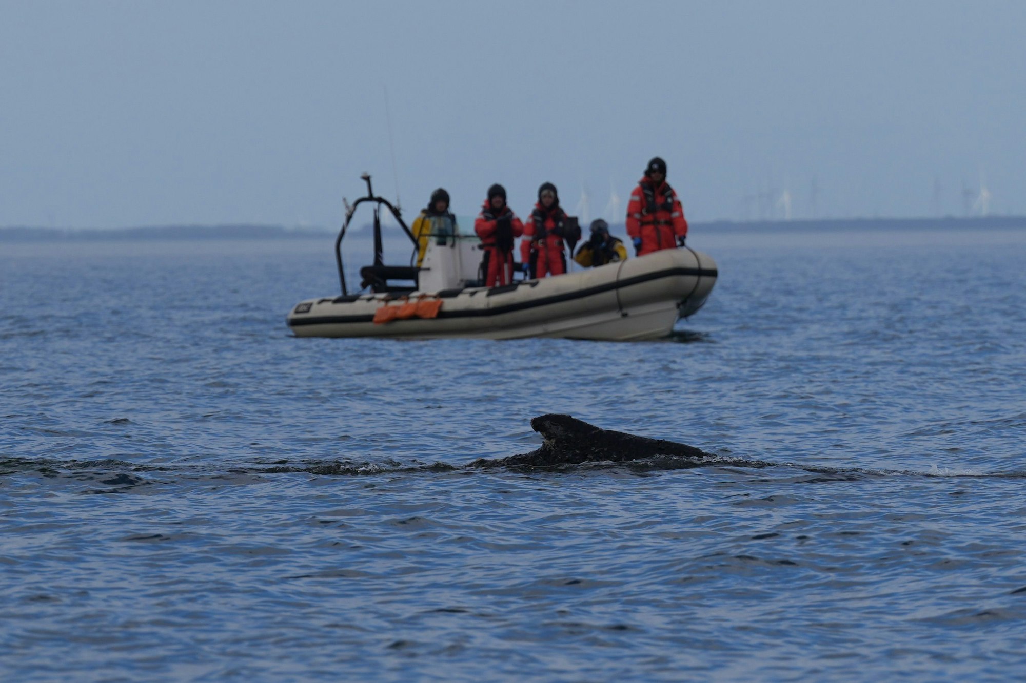 27.03.2026, Schleswig-Holstein, Timmendorfer Strand: Ein Buckelwal schwimmt begleitet von Schlauchbooten in der Ostsee. Der in der Ostsee vor Niendorf gestrandete Wal hatte sich in der Nacht zuvor befreit. Das Tier schwimmt nun wieder in der Ostsee und wird von Schiffen der Küstenwache und Polizeibooten begleitet. (zu dpa: «Befreiter Wal schwimmt in Ostsee - Beobachtung abgebrochen») Foto: Marcus Brandt/dpa +++ dpa-Bildfunk +++