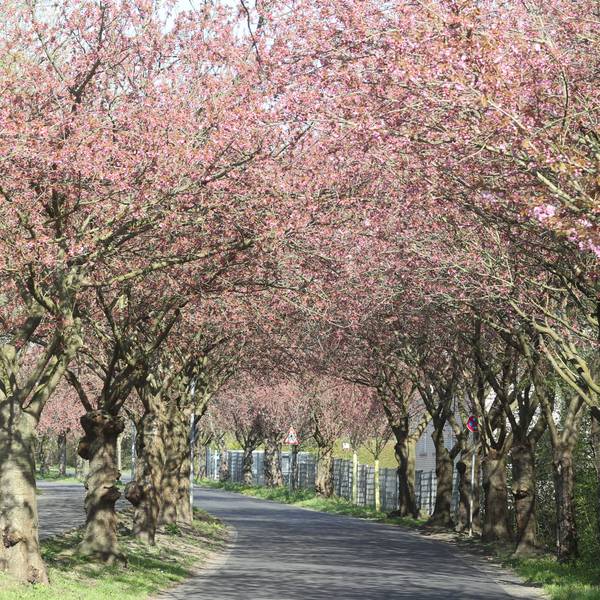 Die Kirscblüten Bäume in der Region stehen in den Startlöchern.
Premnitzer Straße in Lülsdorf