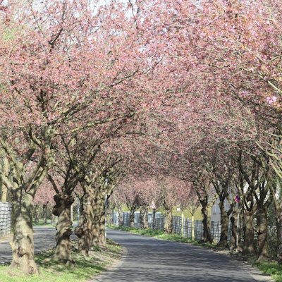 Die Kirscblüten Bäume in der Region stehen in den Startlöchern.
Premnitzer Straße in Lülsdorf