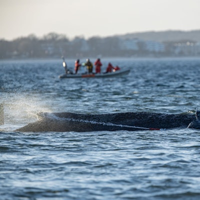 Der gestrandete Wal vor Timmendorfer Strand schwimmt wieder in der Ostsee-Bucht. (Archivbild)