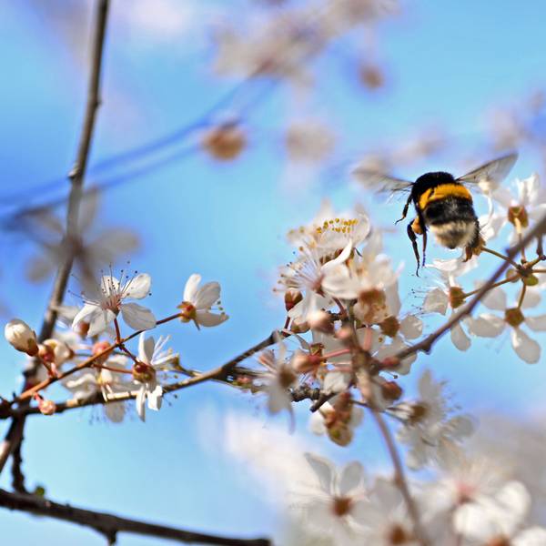 Das Foto zeigt eine Hummel zwishen blühenden Ästen.