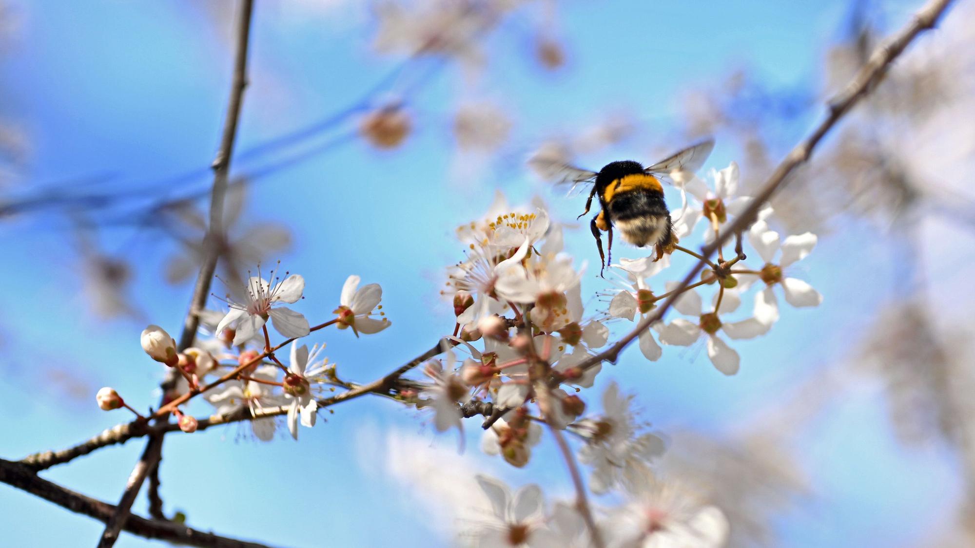 Das Foto zeigt eine Hummel zwishen blühenden Ästen.