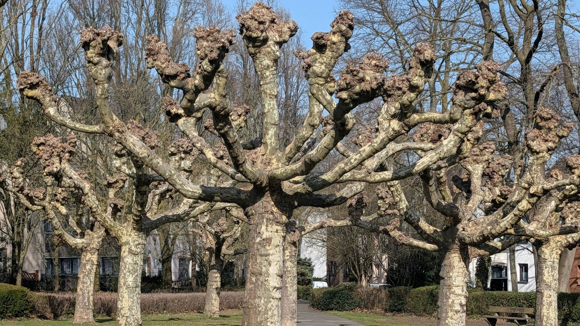 Das Bild zeigt die Platanen auf dem Rosellenplatz.