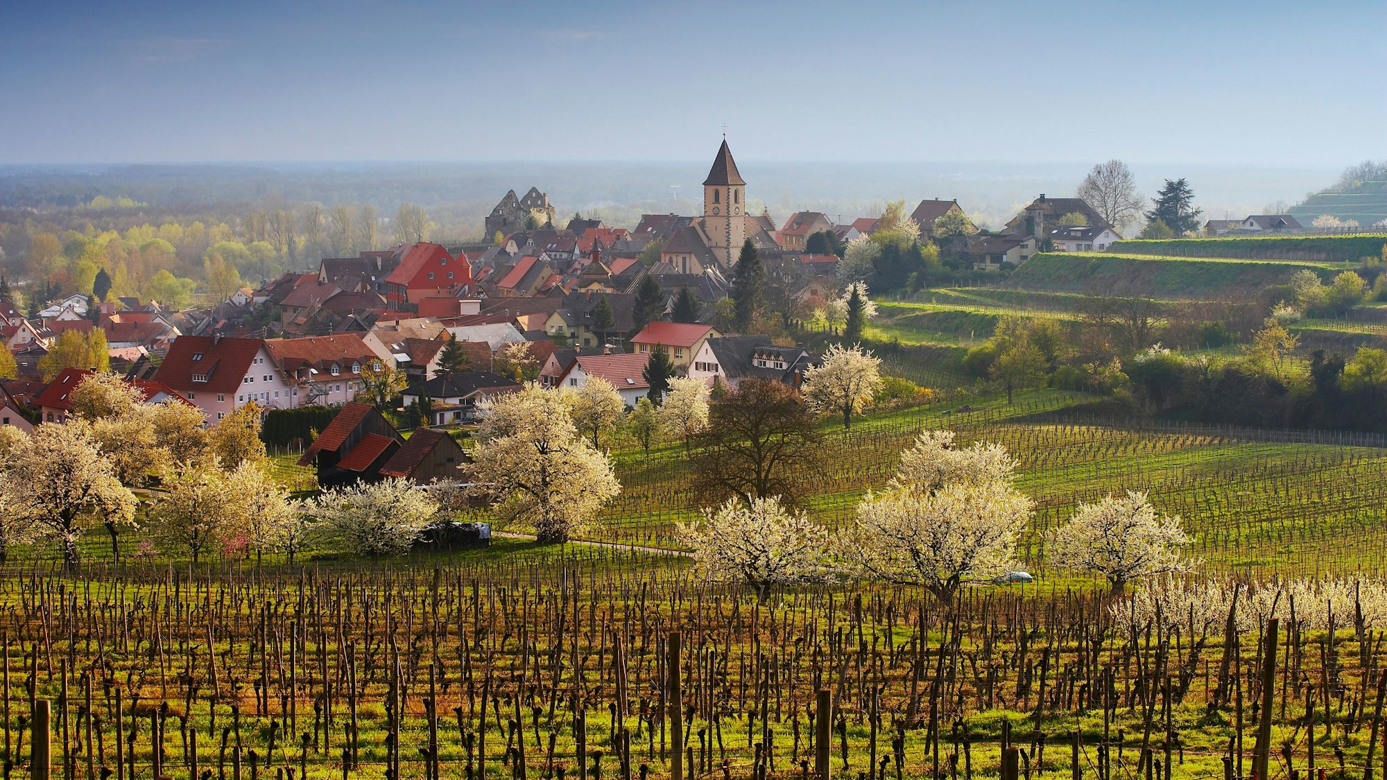 Burkheim am Kaiserstuhl gehört ebenfalls zum Gebiet der Schwarzwald Tourismus Gesellschaft.