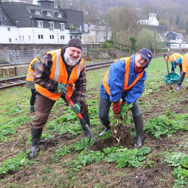 Im Kampf gegen die gefährliche Pflanze: Petra Voll und Hans-Jürgen Keck graben eine Herkulesstaude aus.