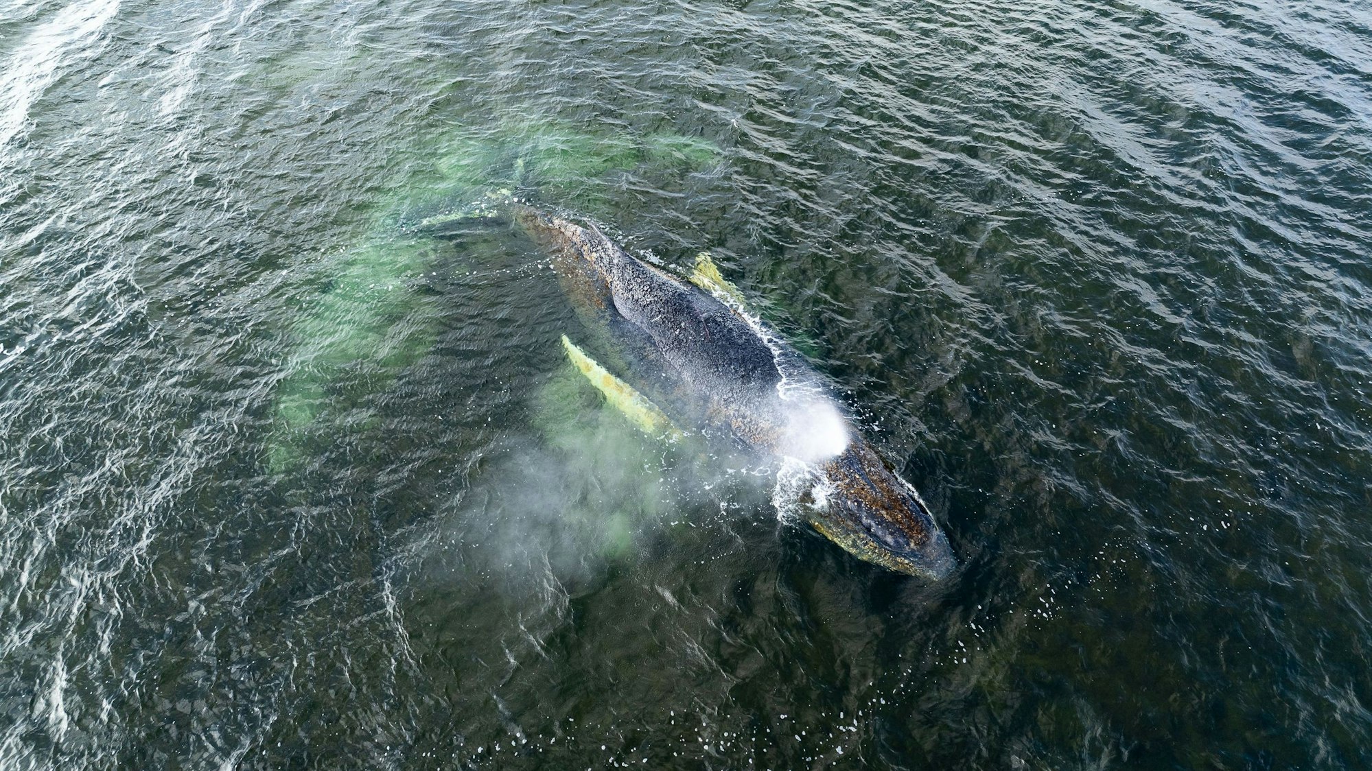 Eine Drohnenaufnahme herausgegeben von Greenpeace zeigt den Buckelwal in der Wismarbucht.