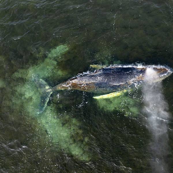 Eine Drohnenaufnahme herausgegeben von Greenpeace zeigt den Buckelwal in der Wismarbucht.